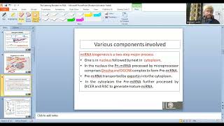 RNA interference  miRNA biogenesis Lecture 2 [upl. by Eilatam653]