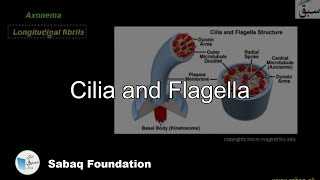 Cilia and Flagella Biology Lecture  Sabaqpk [upl. by Lanahtan]