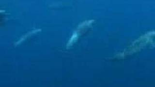 Pantropical Spotted Dolphins in Drake Bay Costa Rica [upl. by Mair]