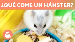 ALIMENTACIÓN del HÁMSTER 🐹🥜 ¿Qué comen los hámsters [upl. by Oriole]