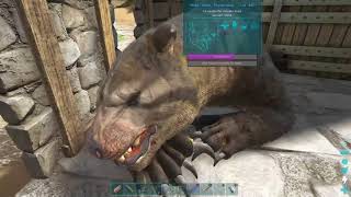 ARK THYLACOLEO TAMING PART 1 XBOX ONE X [upl. by Wall]