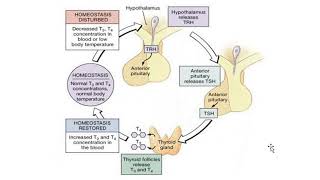 Negative feedback mechanism Thyroid secretion [upl. by Enywad774]