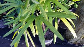 The Lady Palm  Rhapis excelsa All Types Including Variegated [upl. by Larual]