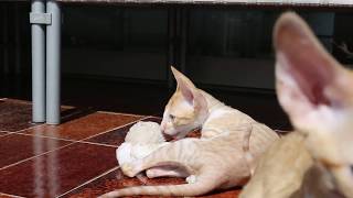 Kitten Cornish Rex Life Red Kittens Cornish Rex are playing [upl. by Dugas]