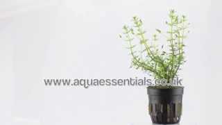 Aquarium Plant Bacopa myriophylloides  an unusual stem plant [upl. by Rramal]