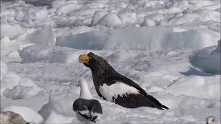 Stellers Sea Eagle  Eating fish [upl. by Giannini403]