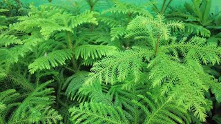 Araucaria Beautiful house plant Tips and Care inn UrduHindi  Happy plants [upl. by Salvatore563]