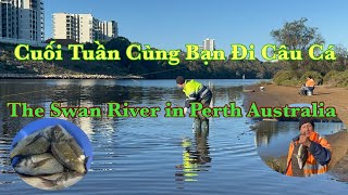 Cuối Tuần Cùng Bạn Đi Câu Cá Sông Swan ở Perth Úc [upl. by Adham471]