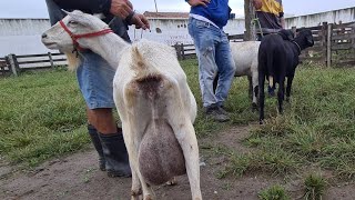 FEIRA DE OVINOS CAPRINOS E SUÍNOS DE CACHOEIRINHA PE QUINTA FEIRA 21072022 [upl. by Anatak428]