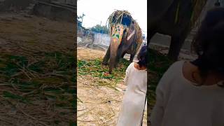 Hathi mere sathi New reels ytb chenal like subscribe funnyanimals [upl. by Junius]