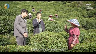 What makes Longjing Tea special [upl. by Ahsirtap]