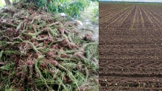 HOW I WENT TO WATERLEAF BONE MARKET TODAY BED PREPARATION FOR FARMING [upl. by Aile]