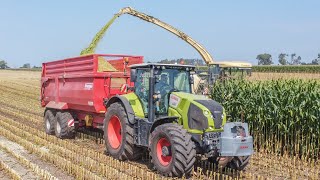 Claas Axion 830  Siláže Kukuřice 2024  Krone BIG X 770 Big Corn Silage Smržice [upl. by Caye]