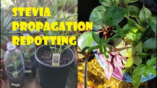 Stevia Propagation  How to propagate Stevia Rebaudiana  aquaponics  greenhouse [upl. by Ylrebmyk616]