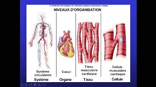 Histologie bcg s1 [upl. by Yelkreb]