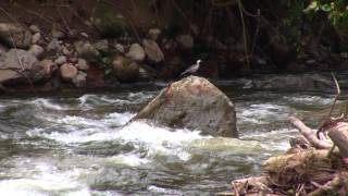 Cauca Guan and Torrent Ducks Colombia [upl. by Harts]