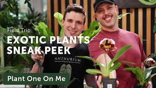 ILL EXOTICS Philly Flower Show Installation SNEAK PEEK — Ep 307 [upl. by Carrnan]