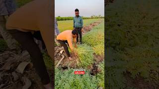 7972334422 only whatsapp me Daftari 21 chana seed दफ्तरी २१ चणा बीज agri guruji [upl. by Assiled]