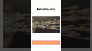 Spermatogenesis क्या होता हैspermatozoahuman reproductive systemneet reproduction 12th shorts [upl. by Iridis]