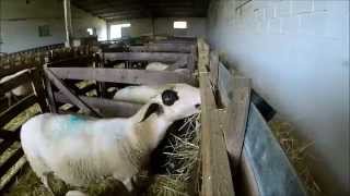 GoPro Une journée à la ferme durant lagnelage  Automne 2015 [upl. by Evers]