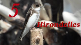 5 Hirondelles chants  5 Swallows songs [upl. by Cioban522]