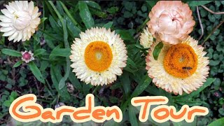 Front Yard Side amp Backyard Food amp Flowers October Garden Tour [upl. by Bradwell415]