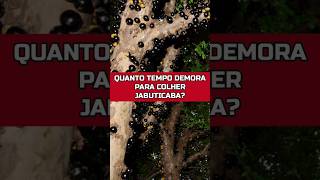 QUANTO TEMPO DEMORA PARA PRODUZIR JABUTICABA jabuticaba frutiferas pomar [upl. by Carmine]