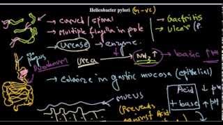 Helicobacter pylori introduction [upl. by Holmann]