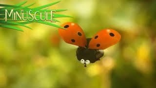 Minuscule  The cruel cow in the meadow  Histoire vache Season 2 [upl. by Yorgerg]