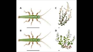 Adaptation in the wild ecological traits  Benitos Explanations [upl. by Brodench]