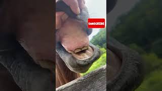 Diferença dos dentes de um cavalo com aerofagia e um cavalo sem aerofagia [upl. by Boarer729]