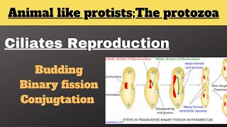 Ciliates reproduction Budding Transverse binary fission Conjugation n paramecium protists [upl. by Eneryc243]