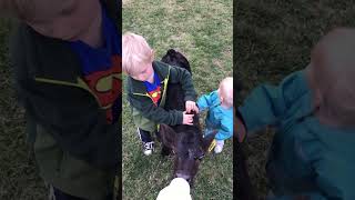 Bottle fed baby calf tbone steak farmer countryliving karen comments [upl. by Weston]