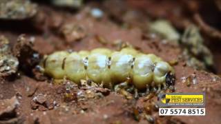 Termite life cycle  Gold Coast Pest Services [upl. by Kcirrek322]