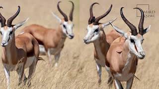 Interesting facts about springbok by weird square [upl. by Oilalue47]