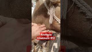 Anorexia treatmentoff feed cow cyanocobalamin cow bull ox farm animalmedicine shortsviral [upl. by Anahtor458]