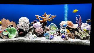 SereneScreen Marine Aquarium  LG 34UC88B 3440x1440 Monito [upl. by Milo]