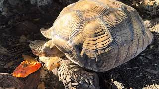 Sulcata Tortoise [upl. by Pros]