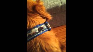 How to Properly Apply Frontline Flea And Tick Medicine To Your Dog [upl. by Rosenzweig]