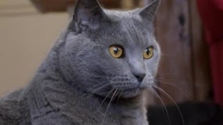 Cats 101  Chartreux [upl. by Stefanie982]