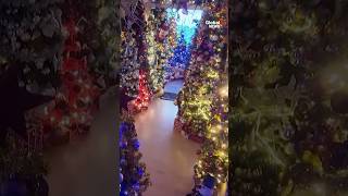 German family sets world record for most Christmas trees 🎄 [upl. by Keeler]