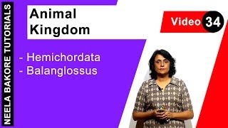 Animal Kingdom  NEET  Hemichordata  Balanglossus  Neela Bakore Tutorials [upl. by Airetas18]