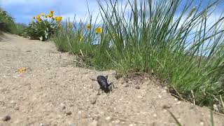 desert stink beetle eleodes  stinky bug  1 [upl. by January]