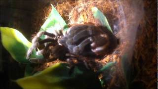 Aphonopelma sp Texas Tarantula molting [upl. by Yelnats]