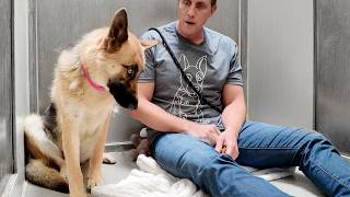 Watch German Shepherds Reaction to “Good Girl” in Another Language [upl. by Isador]