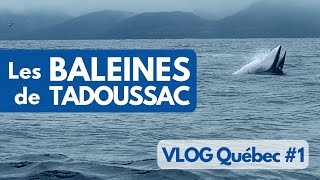 On a vu les BALEINES à TADOUSSAC au CANADA  VLOG Québec 1 [upl. by Eicirtap]