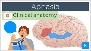 Aphasia Wernickes vs Brocas  Clinical Anatomy  Kenhub [upl. by Rimat]