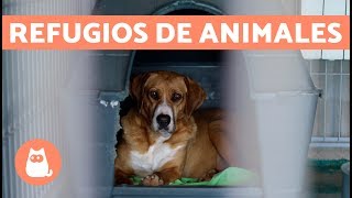 ¿Cómo funciona un refugio de animales [upl. by Betty]