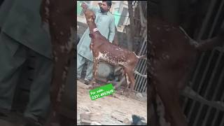 Mhiki chini gaber bakri for sale shortvideo goat shorts [upl. by Cristionna]