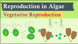 Vegetative Reproduction in Algae  Algae Phycology [upl. by Yclek]